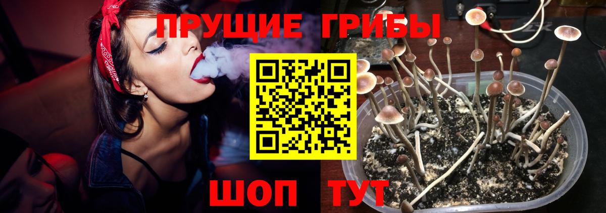 Галлюциногенные грибы Cubensis  Вход с VPN  Тара  где купить   Галлюциногенные грибы ЛСД 